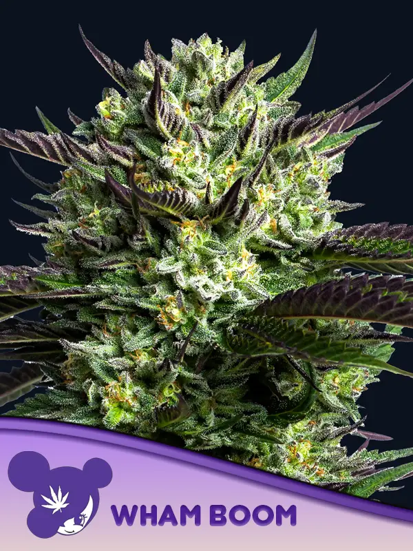 WHAM BOOM Feminized Seeds