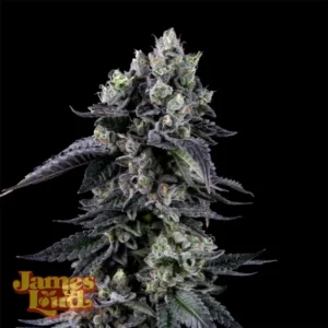 Zour Diesel Feminized Seeds