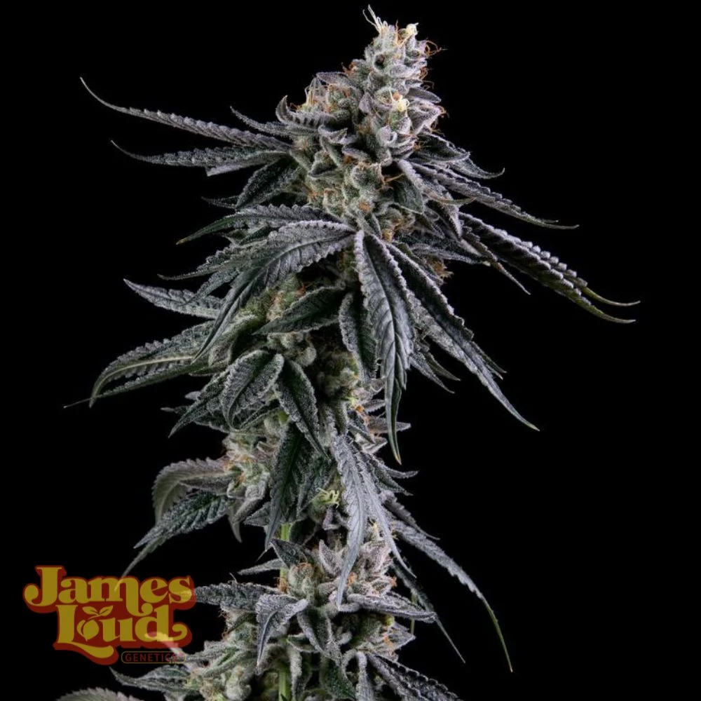Zuckerbombe Feminized Seeds