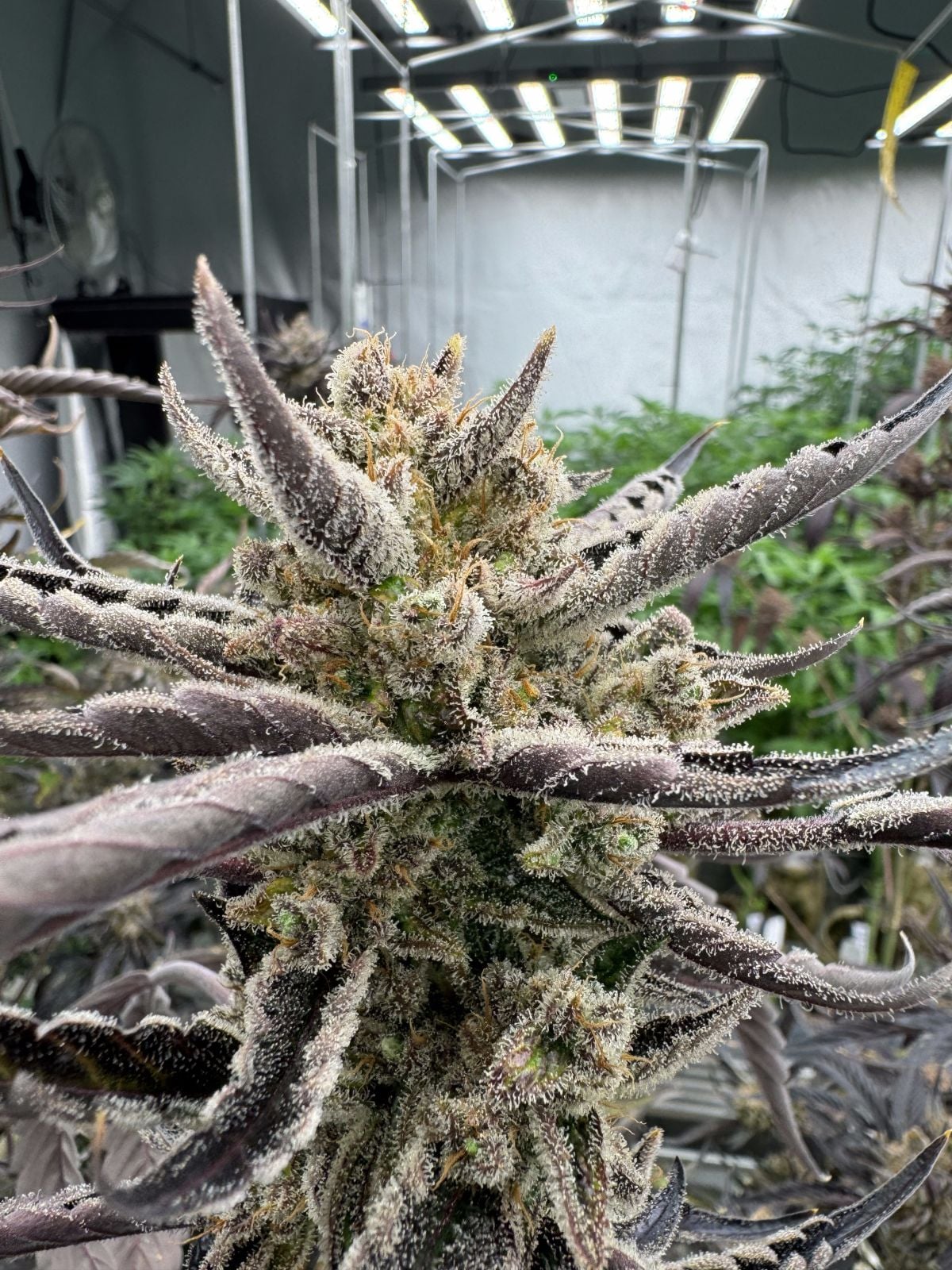 Guava RF3 Auto Feminized Seeds