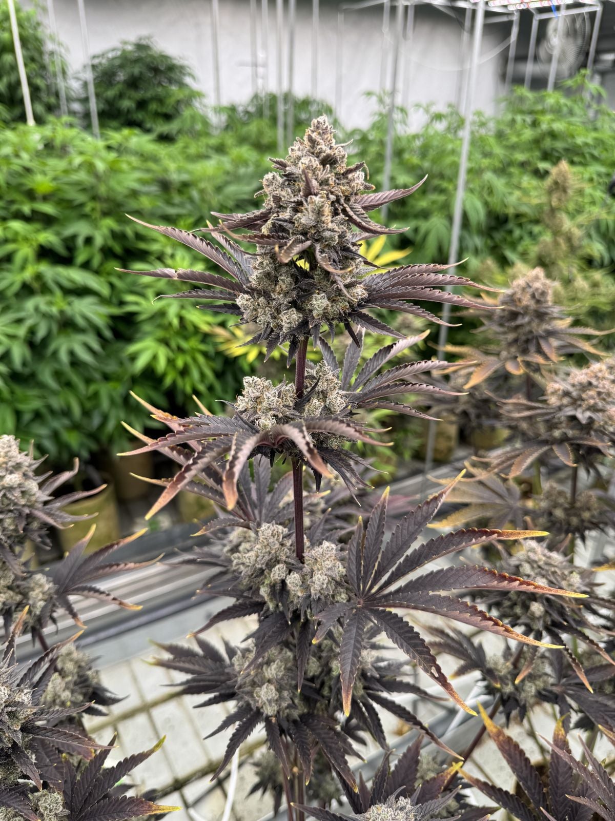 Banana Purple Punch RF3 Auto Feminized Seeds