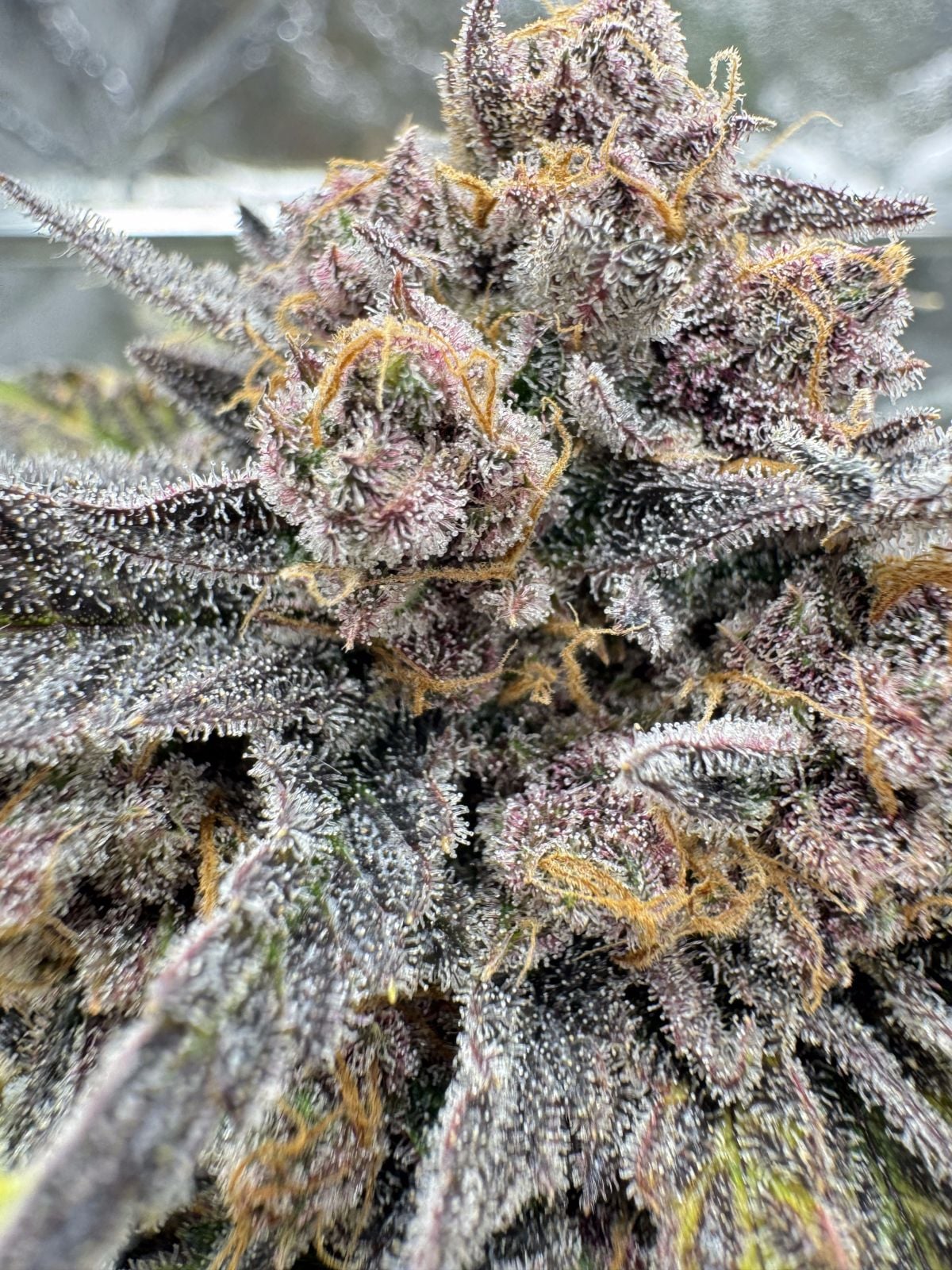 Cherry Cola RF3 Auto Feminized Seeds
