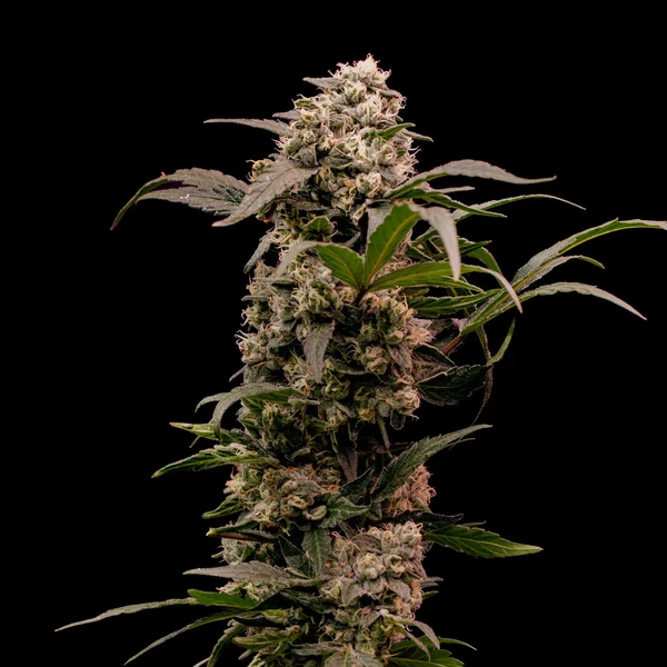 Astro Lemonade F1 Feminized Seeds