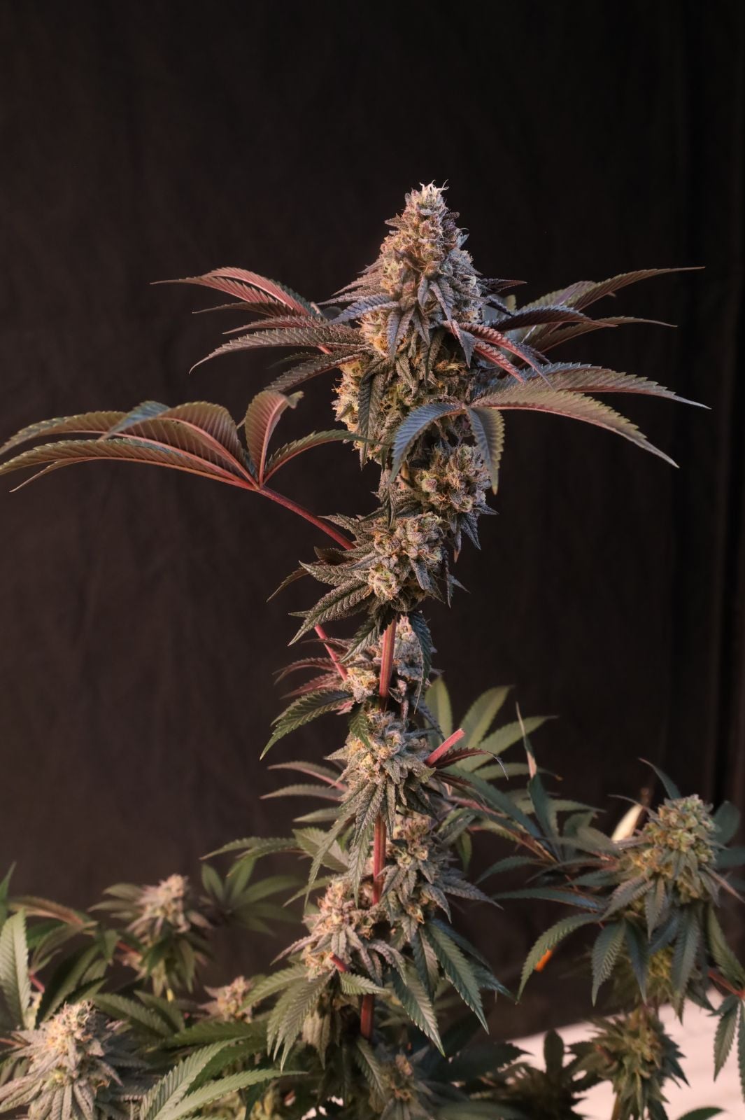 Lemon Cherry Runtz Feminized Seeds