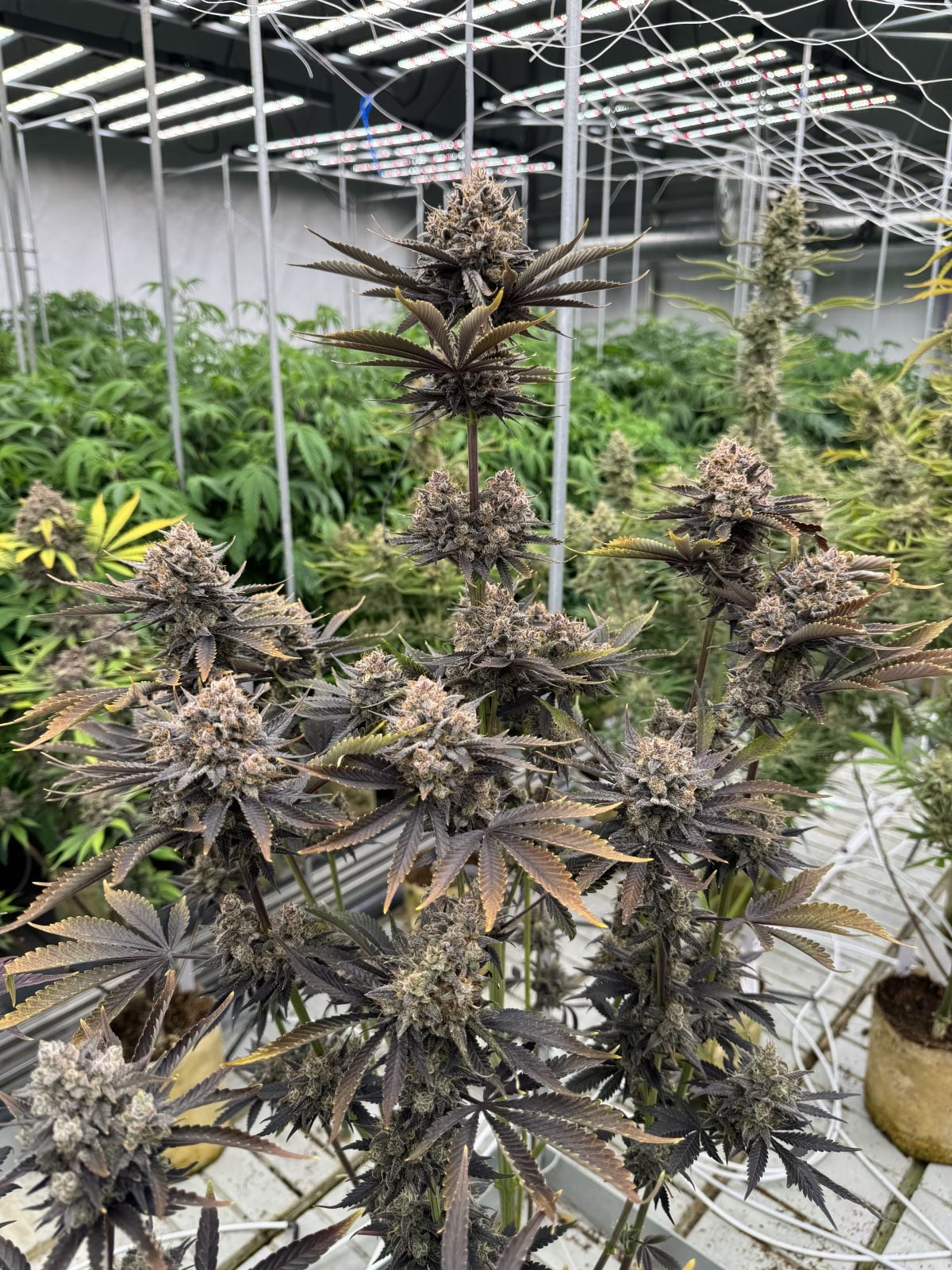 Banana Purple Punch RF3 Auto Feminized Seeds