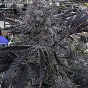 Butter Balm Feminized Seeds