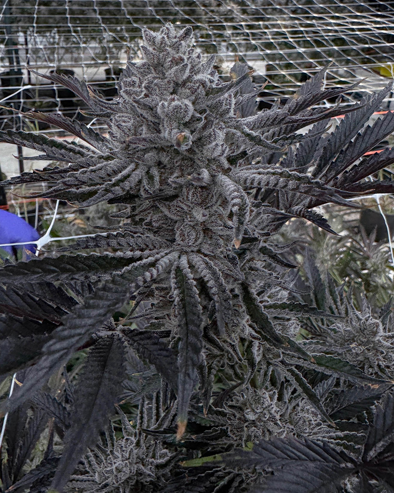 Butter Balm Feminized Seeds