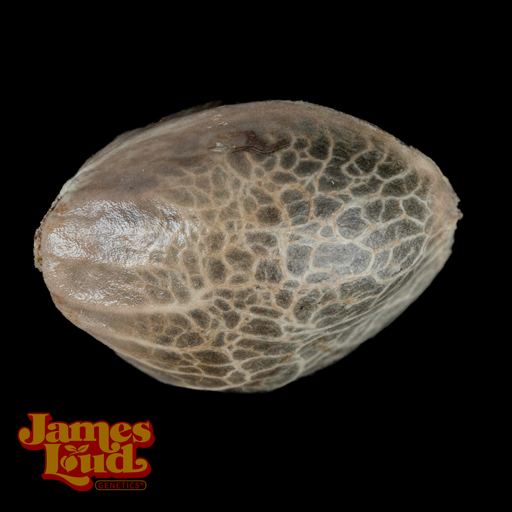 Candy Island Feminized Seeds