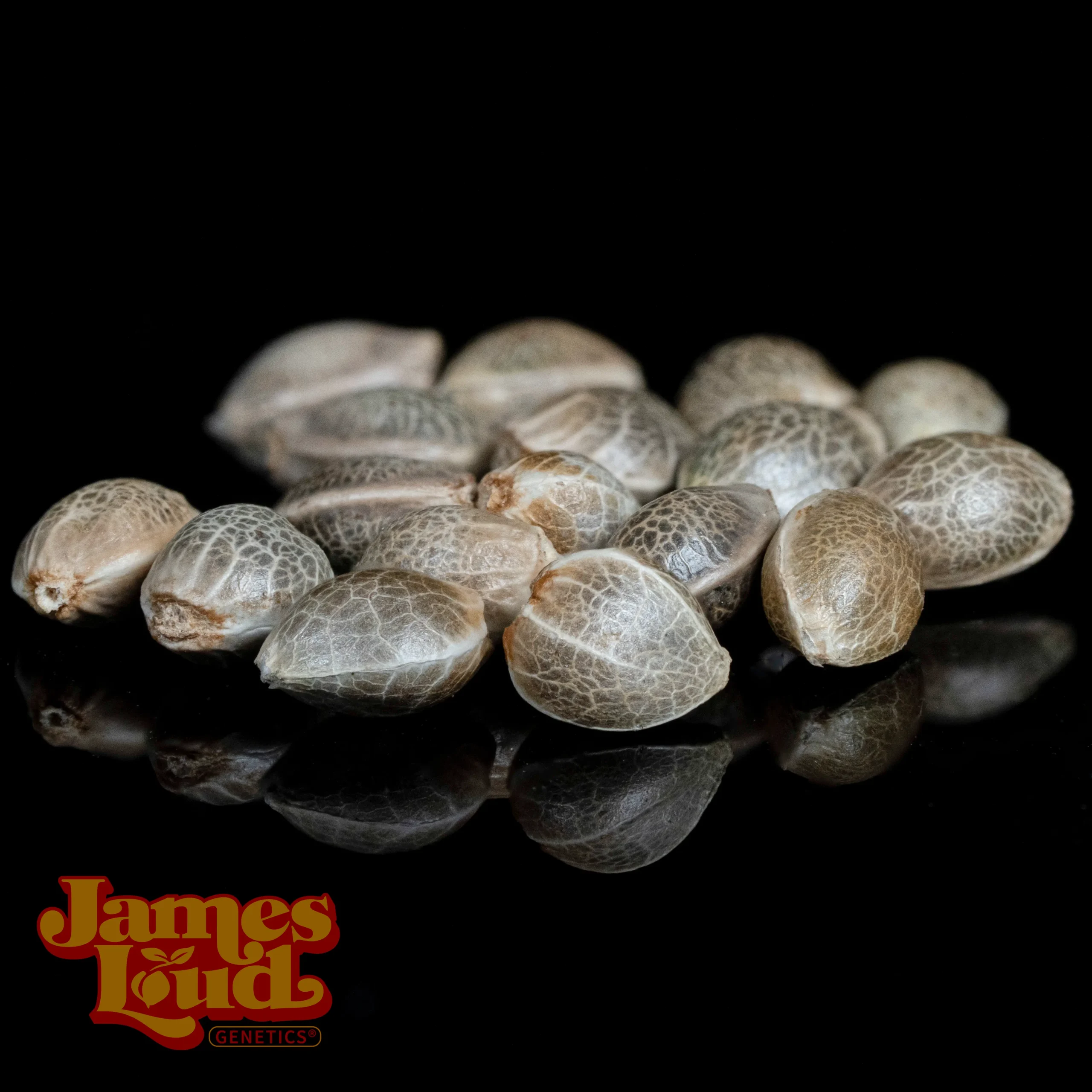 Candy Island Feminized Seeds