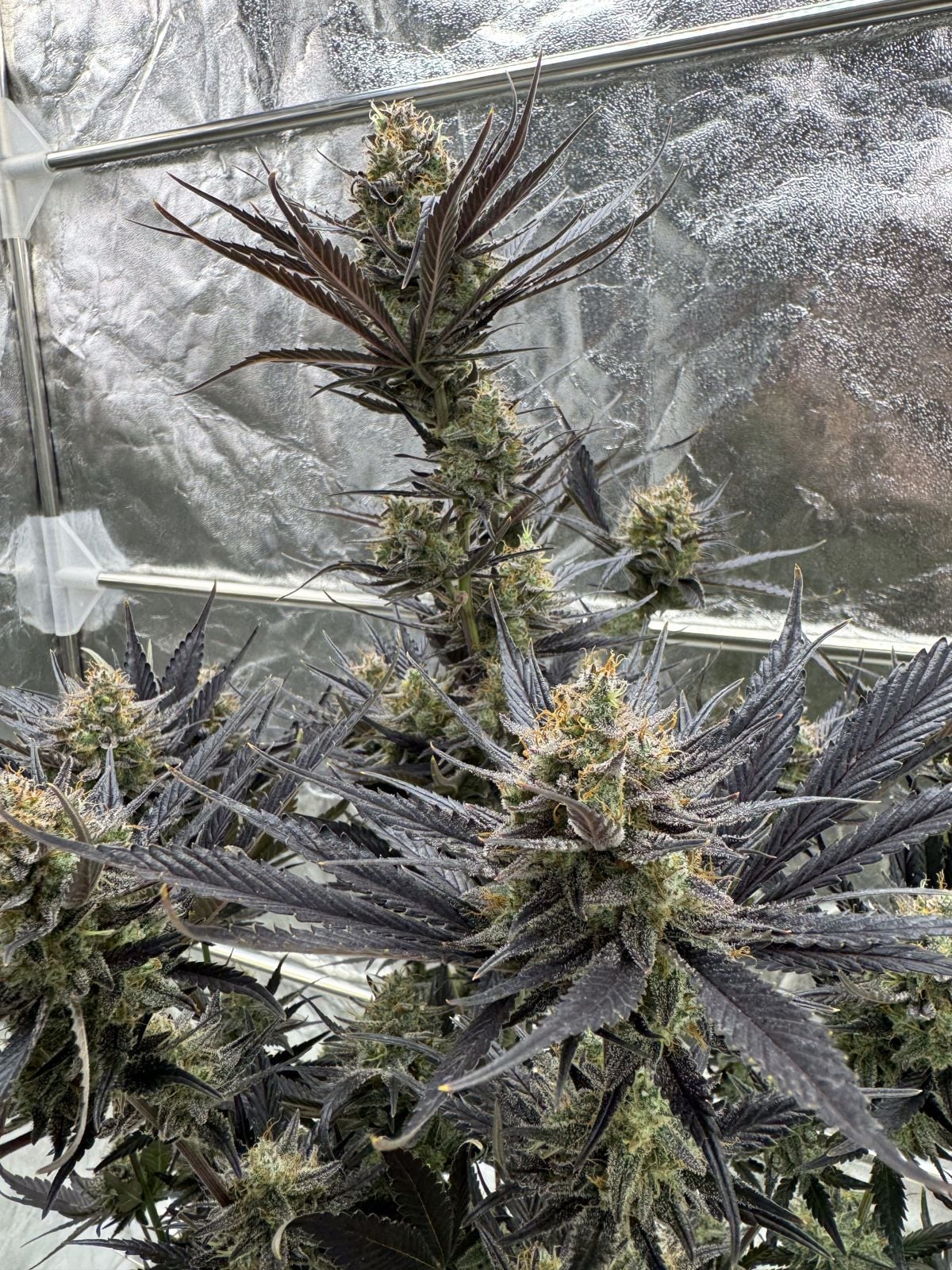 Guava RF3 Auto Feminized Seeds