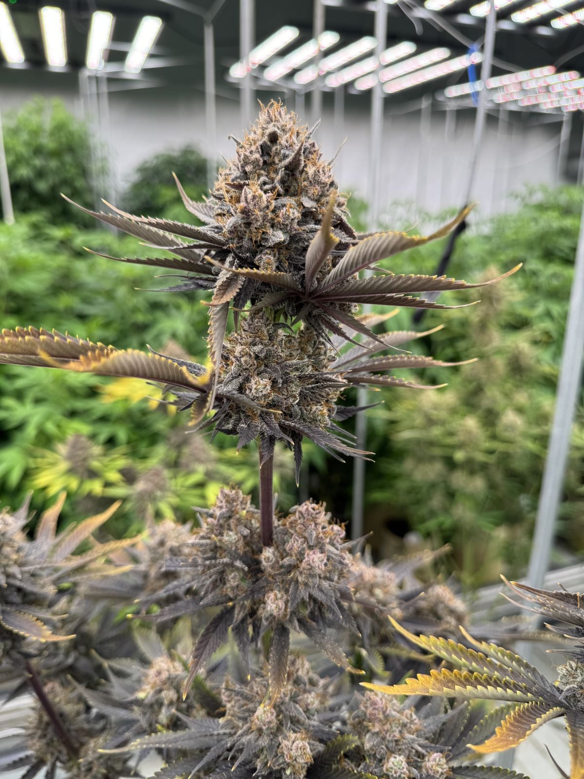 Banana Purple Punch RF3 Auto Feminized Seeds
