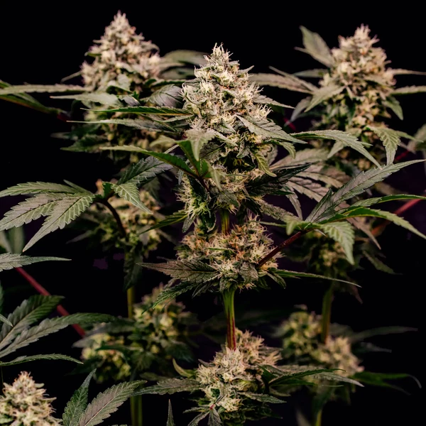 Cosmic Cheddar F1 Feminized Seeds