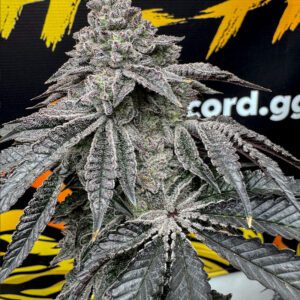 Dirty Water Feminized Seeds