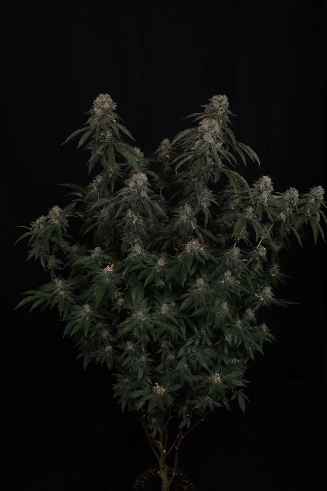 GG4 Feminized Seeds