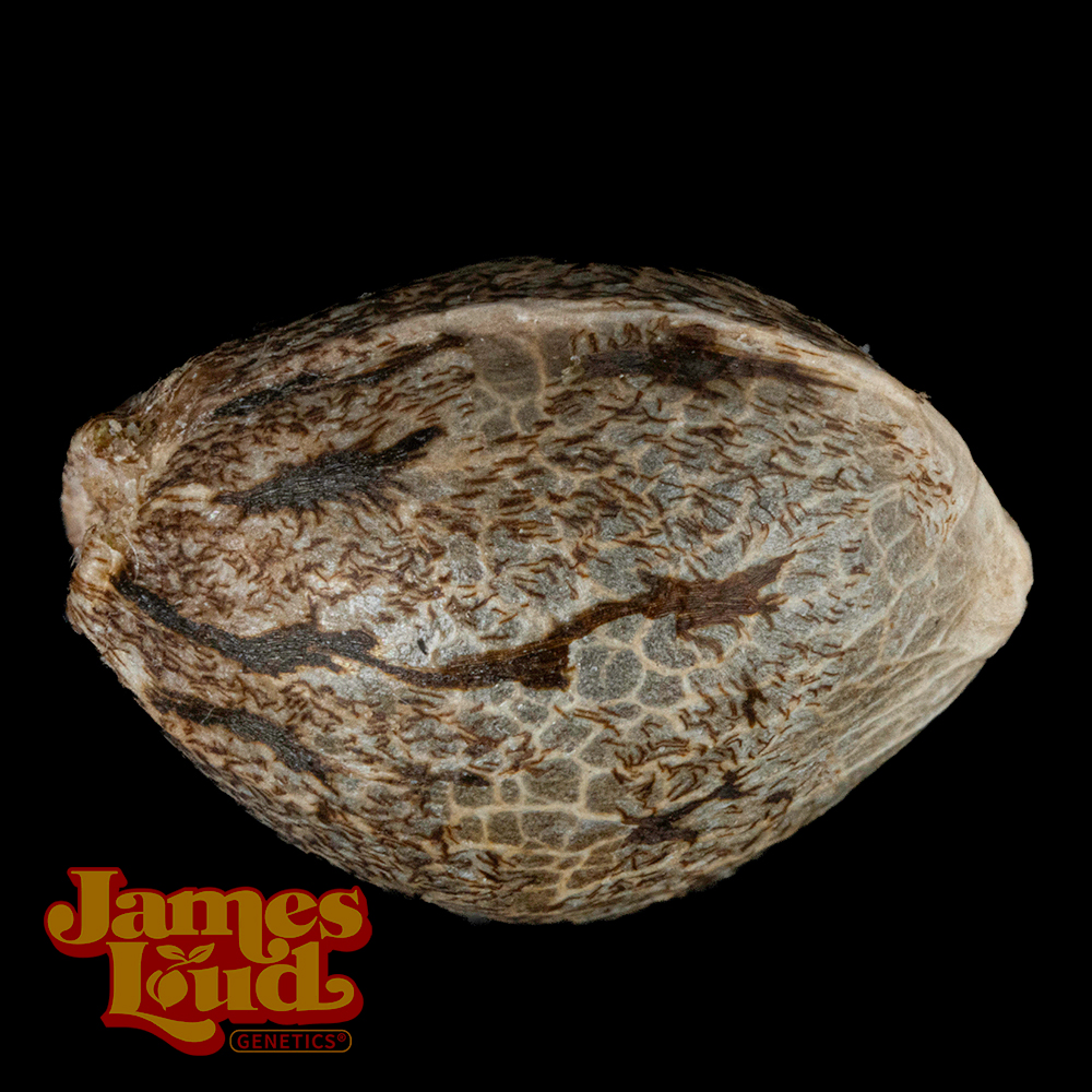 Feel The Rainbow Feminized Seeds