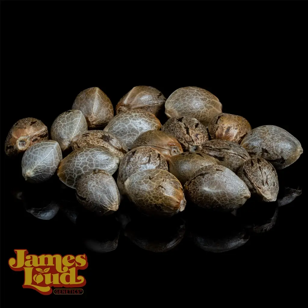 Feel The Rainbow Feminized Seeds