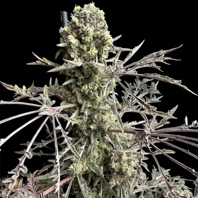 Mentha de Croco Fern BX1 F2 Feminized Seeds