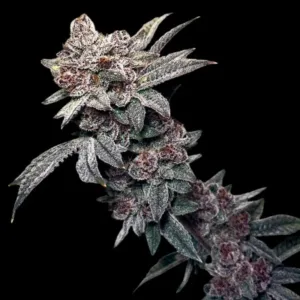 Gary & Gas Feminized Seeds