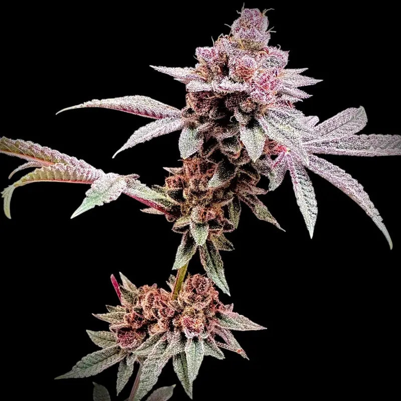 Gary & Gas Feminized Seeds