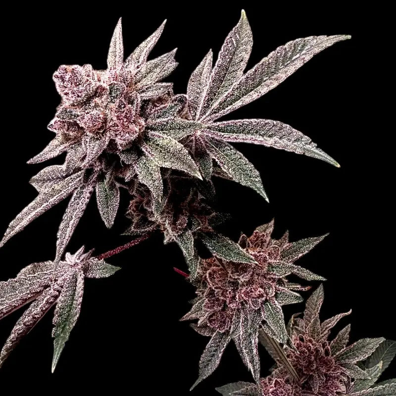 Gary & Gas Feminized Seeds