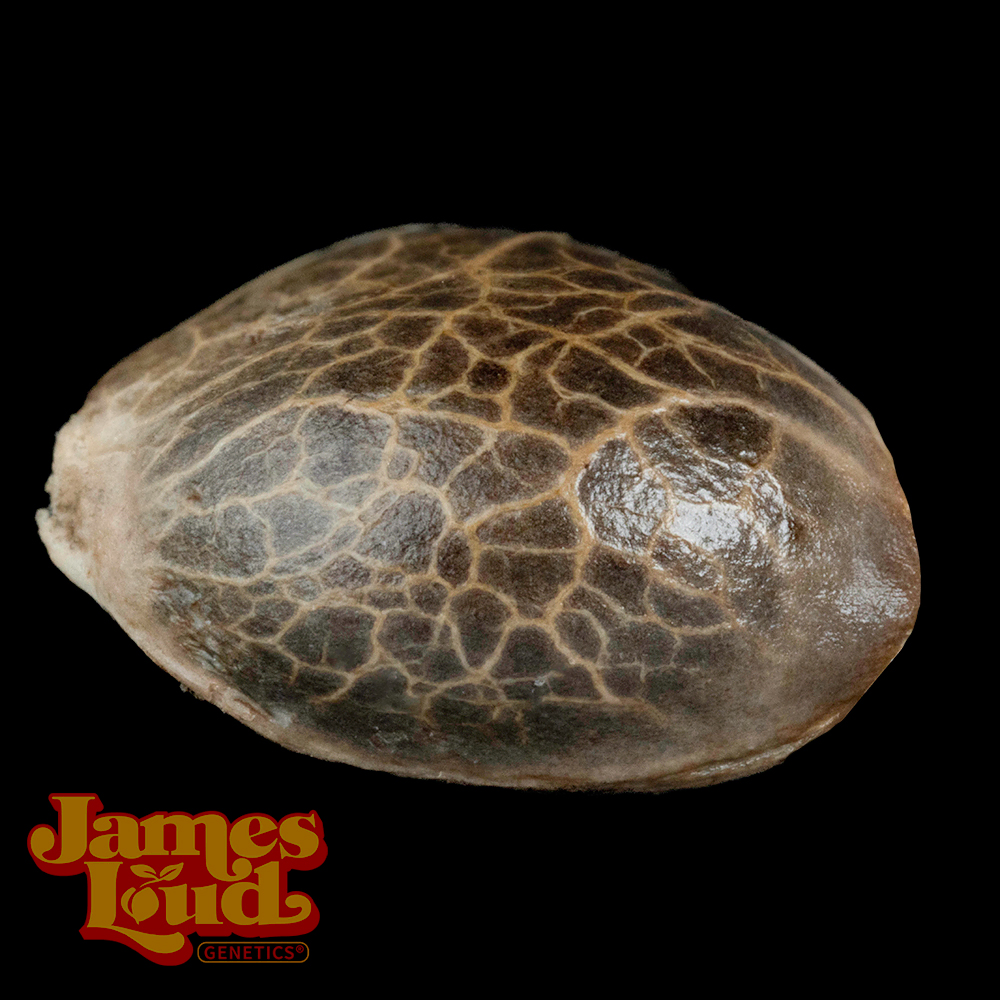 Gee Zee Feminized Seeds