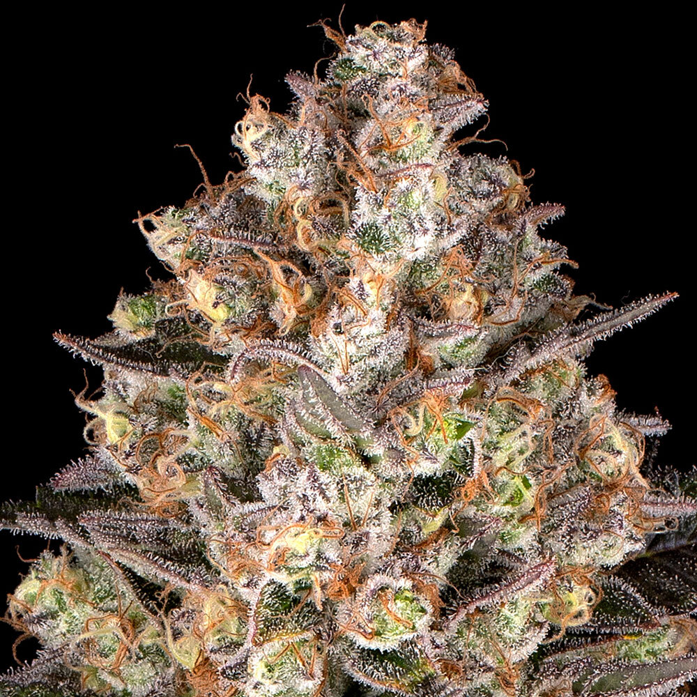 Hindu Kush Feminized Seeds