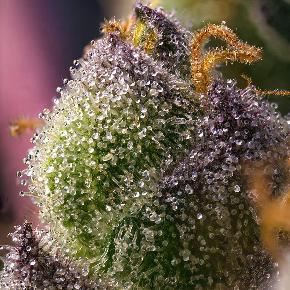 Hindu Kush Feminized Seeds