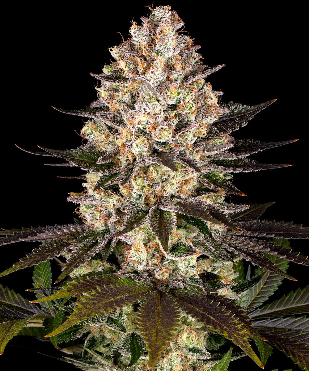 Hindu Kush Feminized Seeds