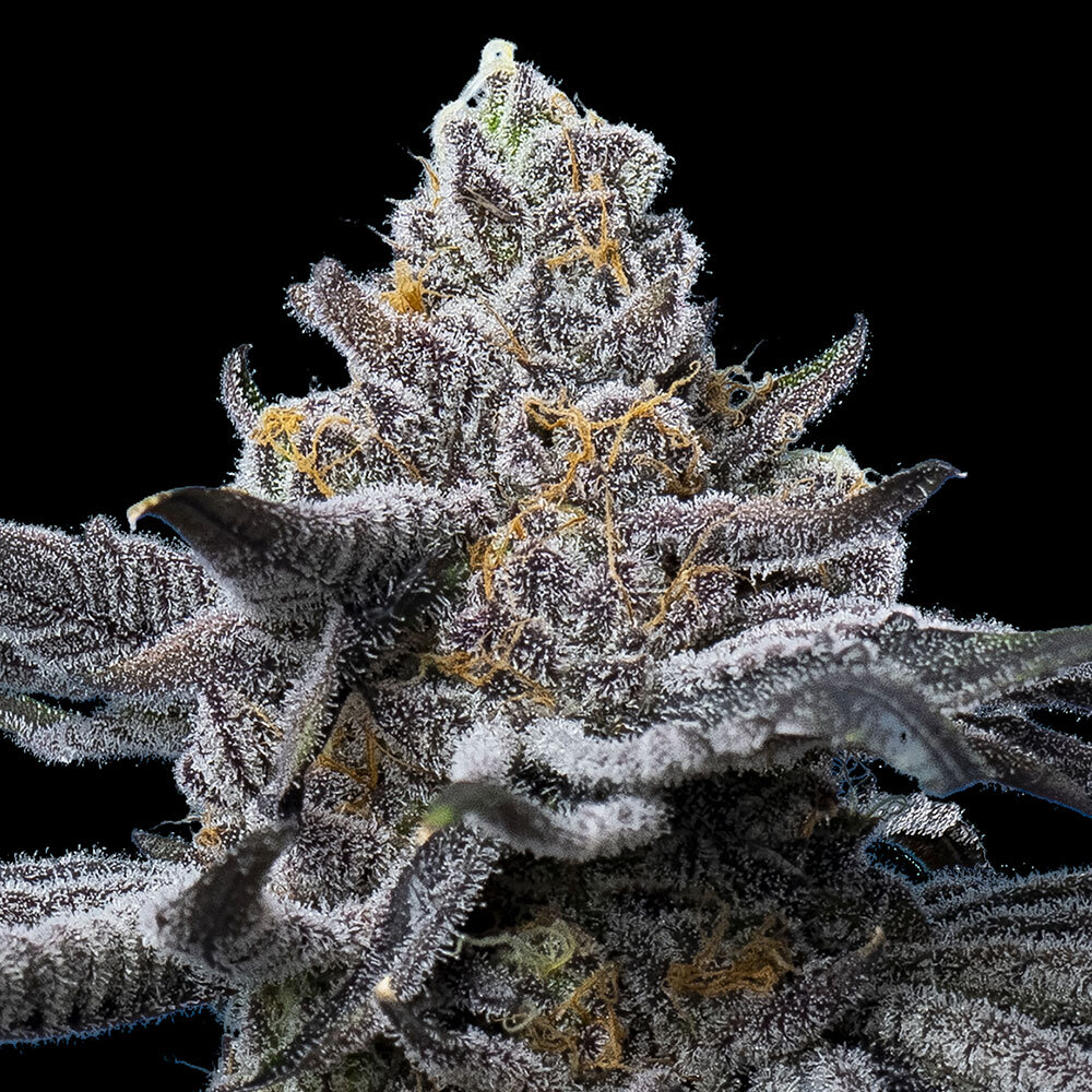 LFG Feminized Seeds