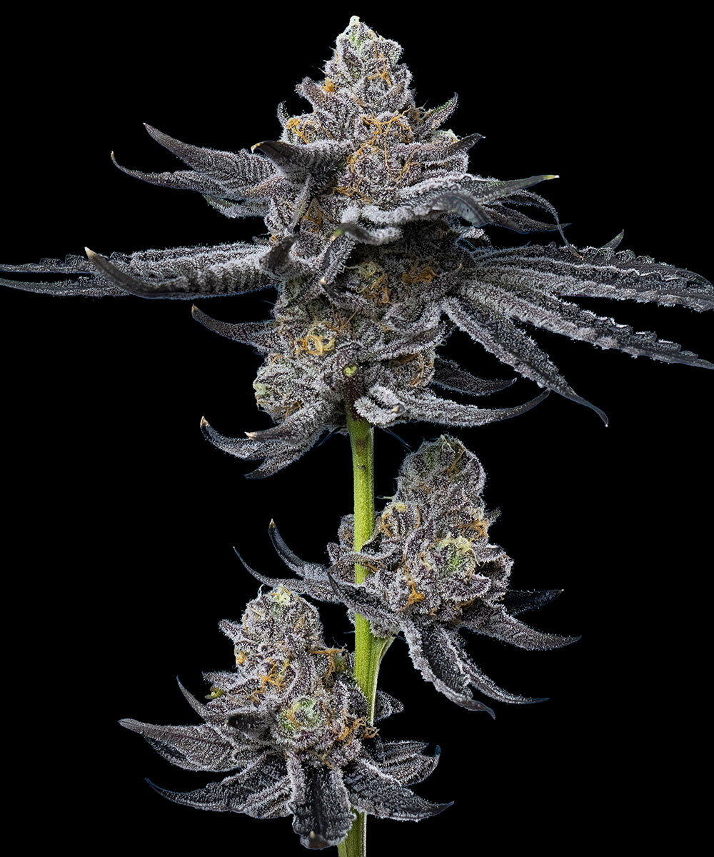 LFG Feminized Seeds