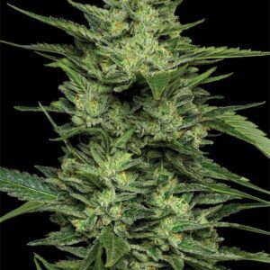 Limez Feminized Seeds