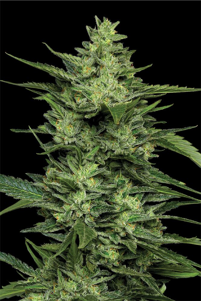 Limez Feminized Seeds