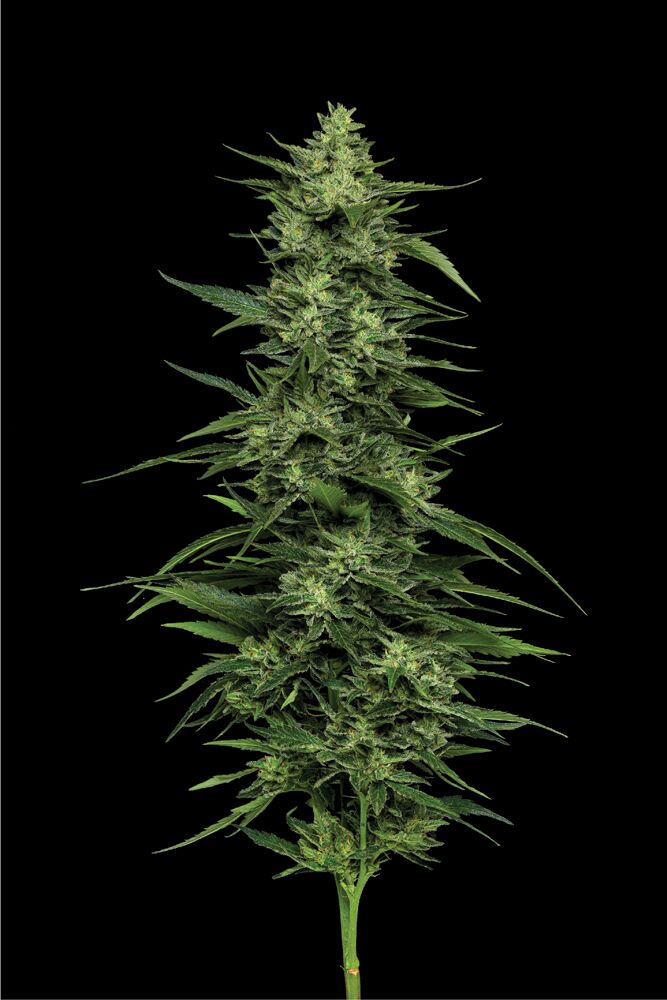Limez Feminized Seeds