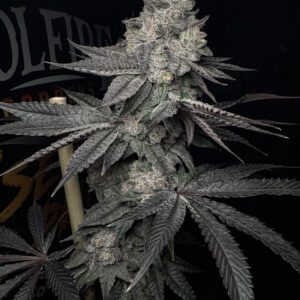 Lucid Vision Feminized Seeds