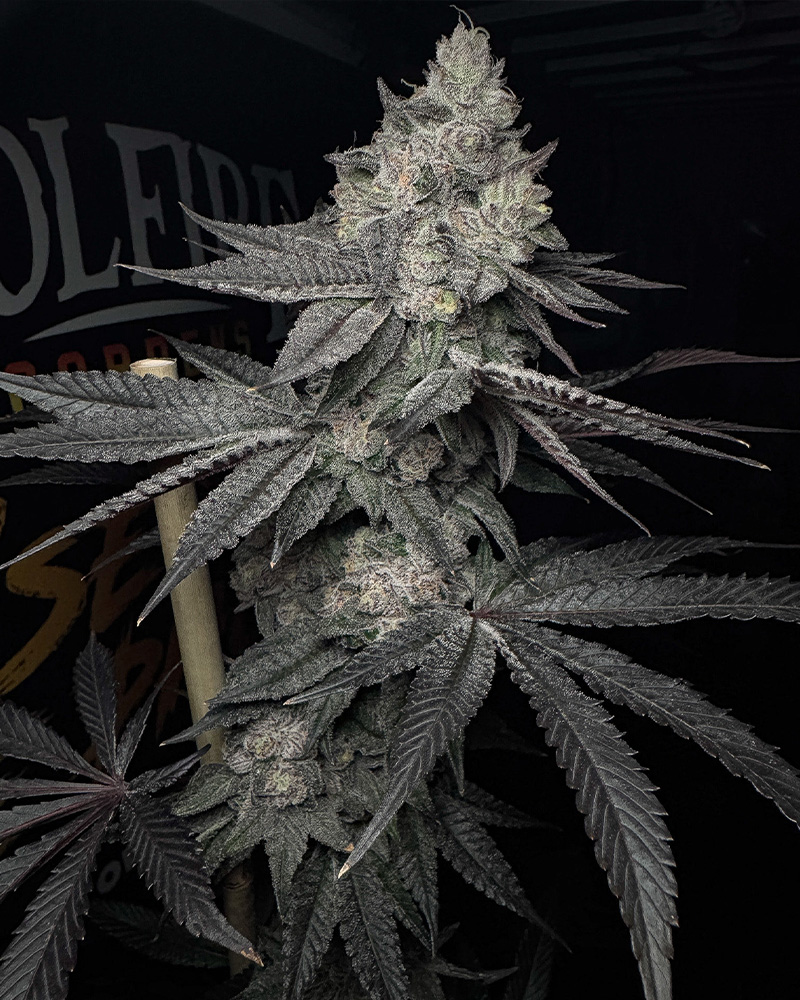 Lucid Vision Feminized Seeds