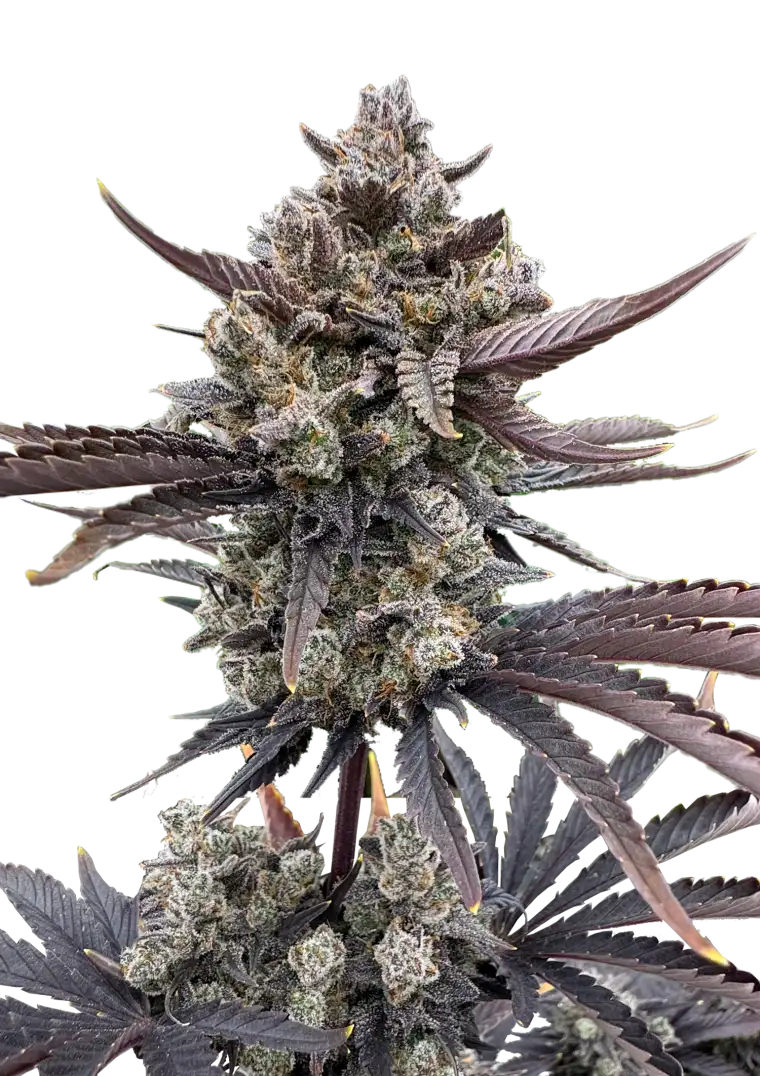 Banana Purple Punch RF3 Auto Feminized Seeds