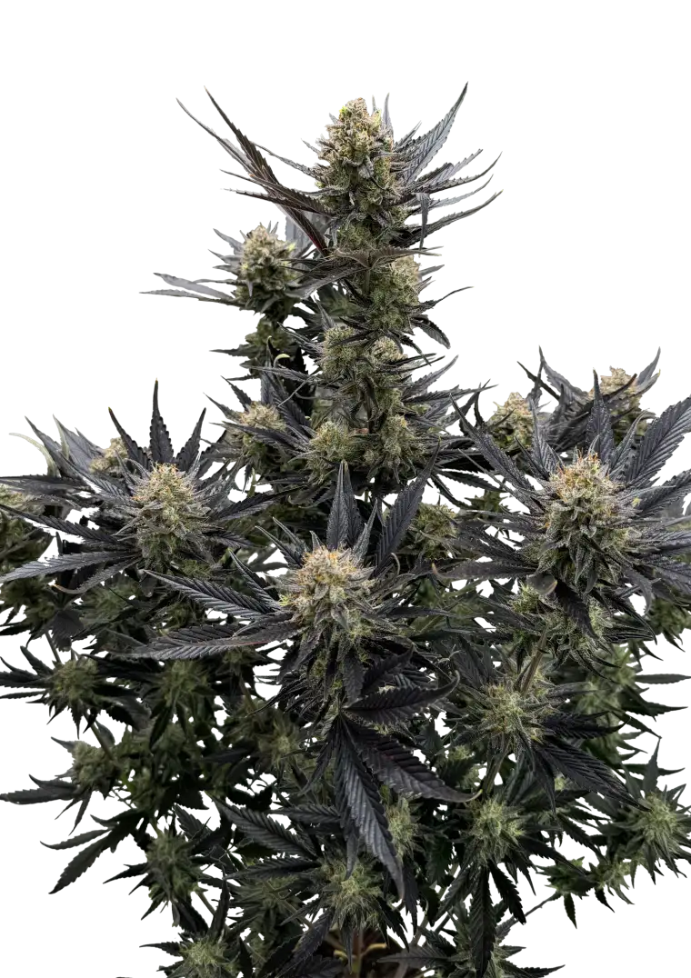 Guava RF3 Auto Feminized Seeds