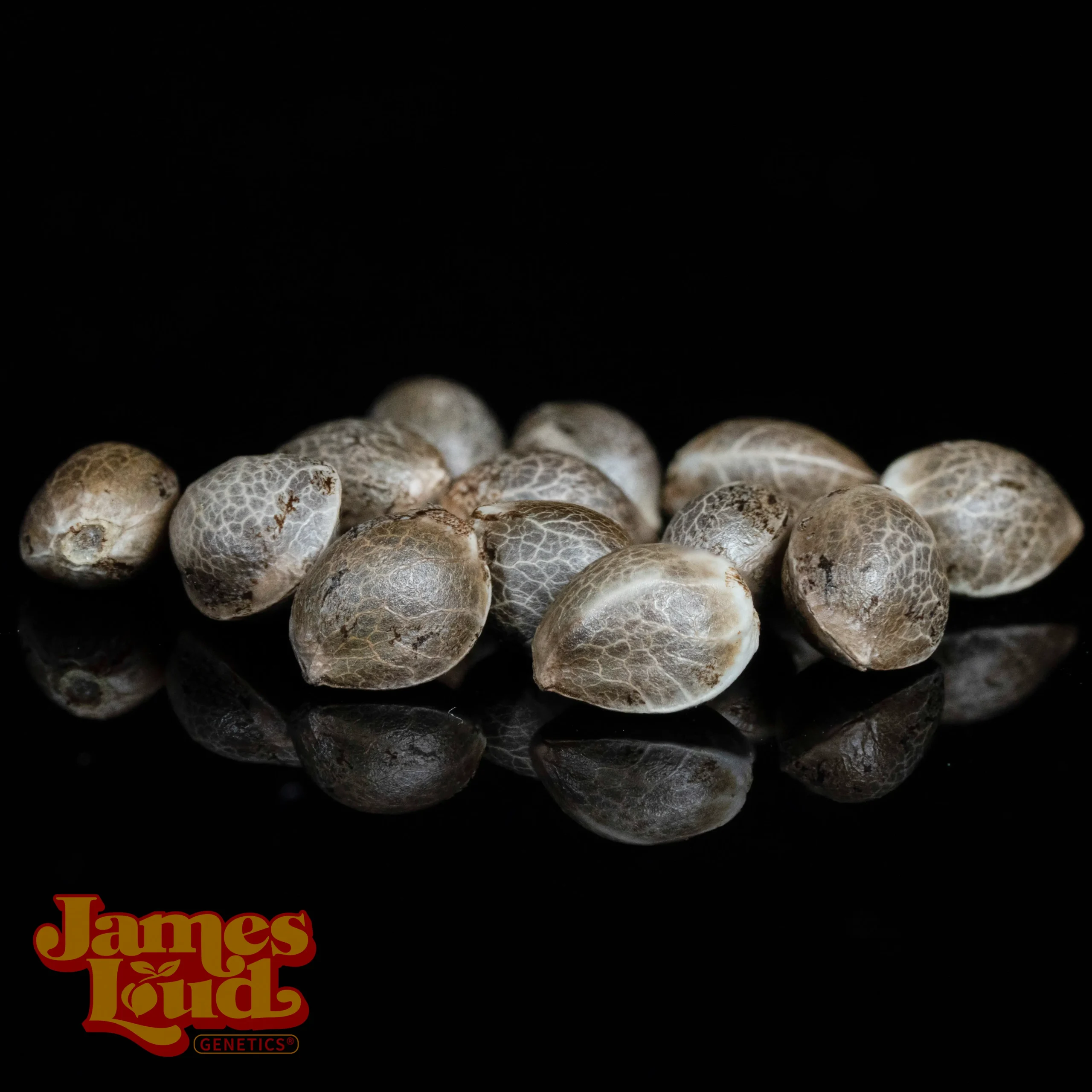 OG Kush F4 IBL Auto Feminized Seeds