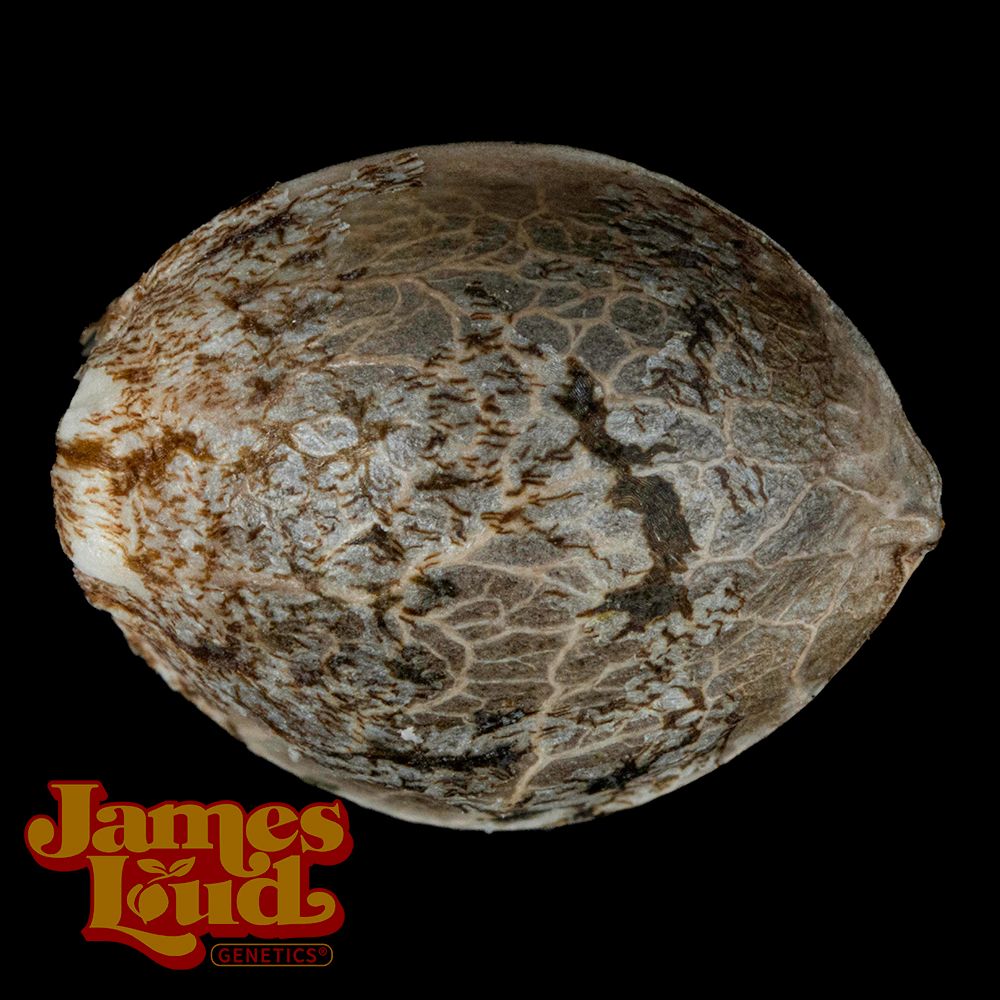 OG Kush F4 IBL Auto Feminized Seeds