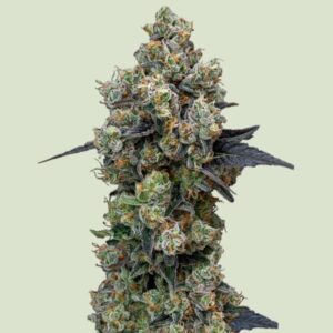 Orbital Banana F1 Feminized Seeds