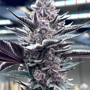 Pink Milk Feminized Seeds