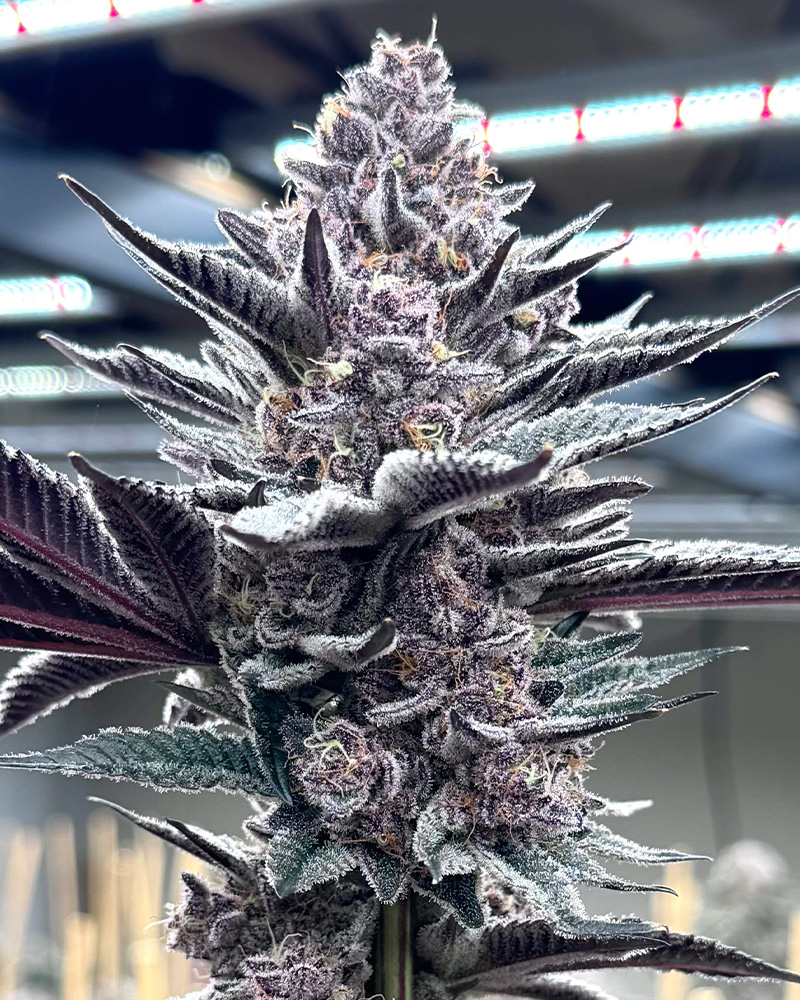 Pink Milk Feminized Seeds