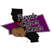 Purple Caper Seeds Logo