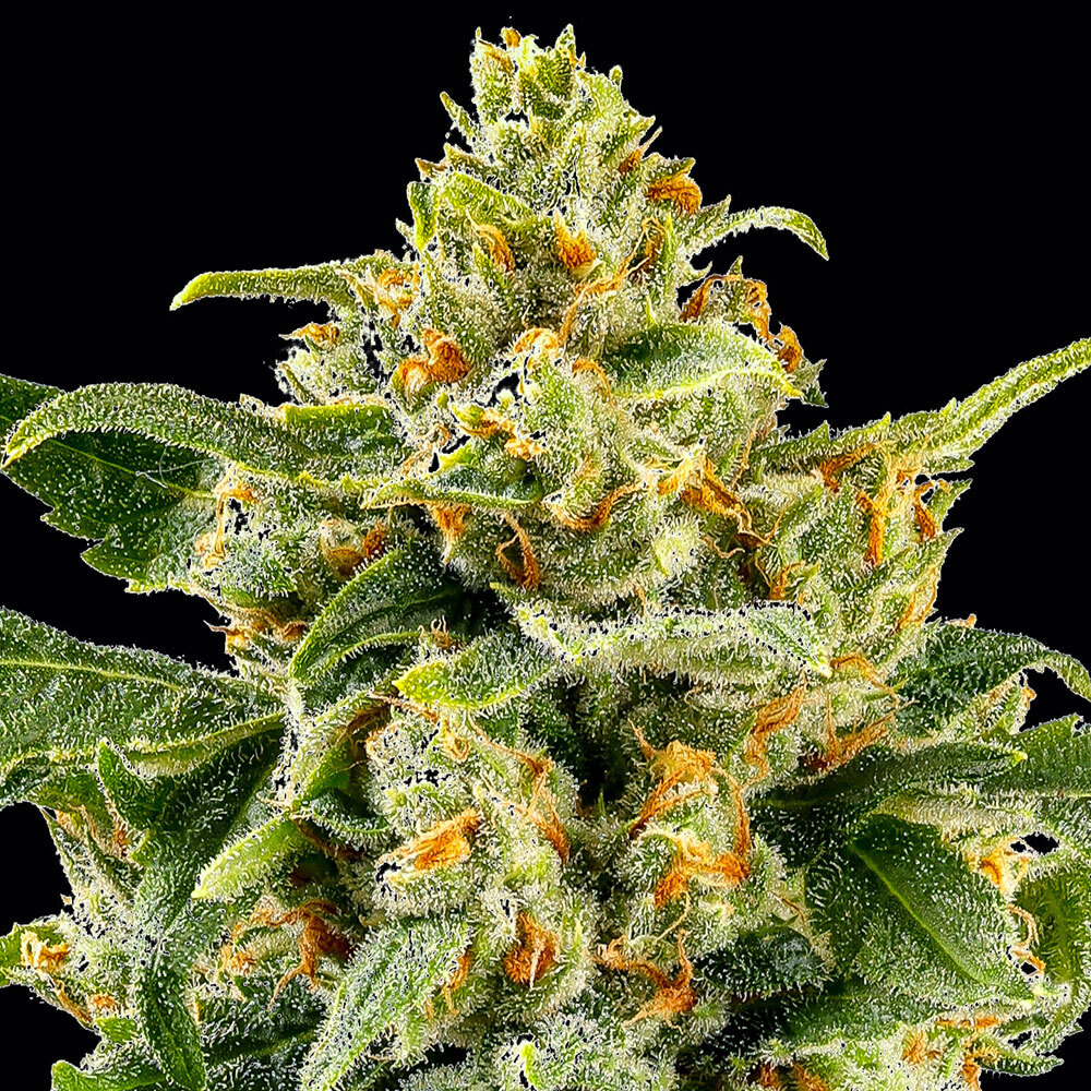 Skunk #1 Feminized Seeds