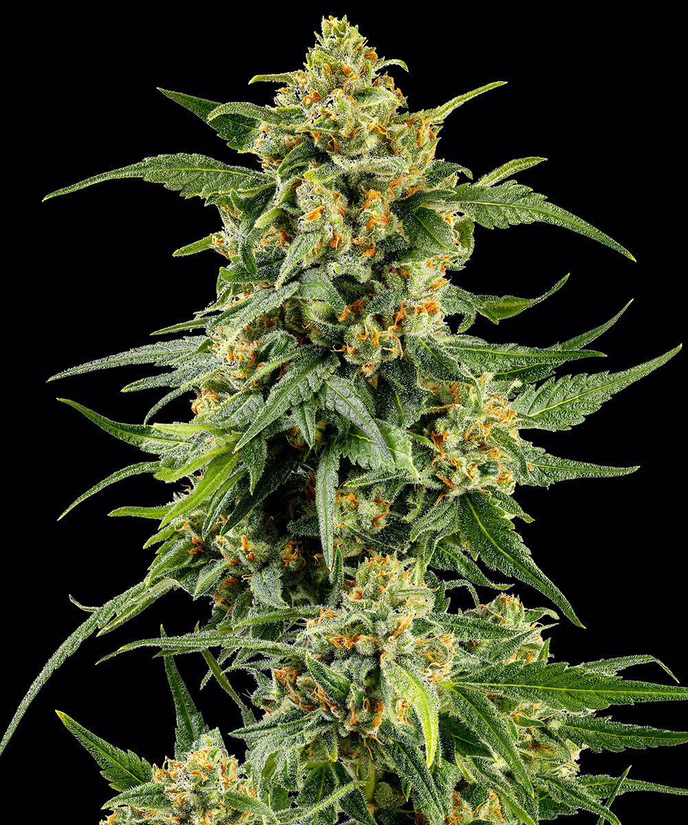 Skunk #1 Feminized Seeds