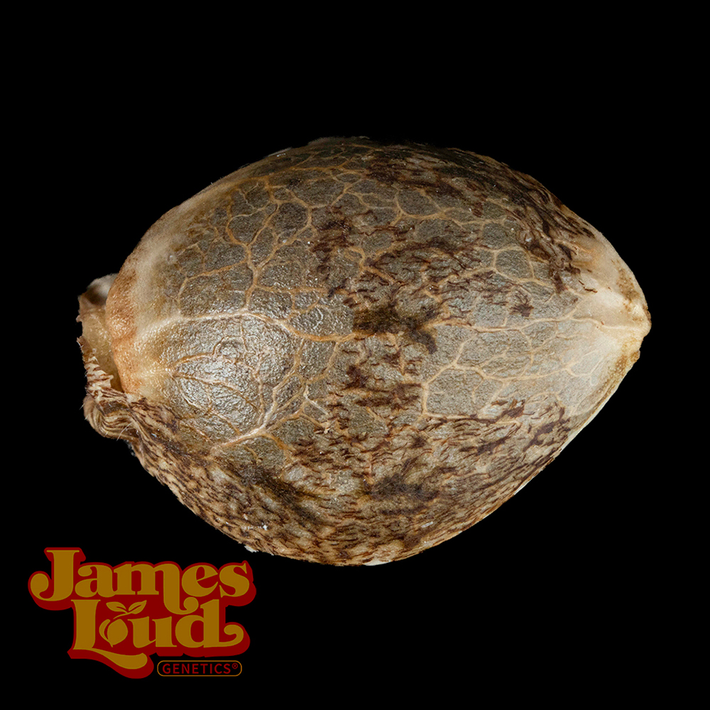 Sour Grape Diesel Feminized Seeds