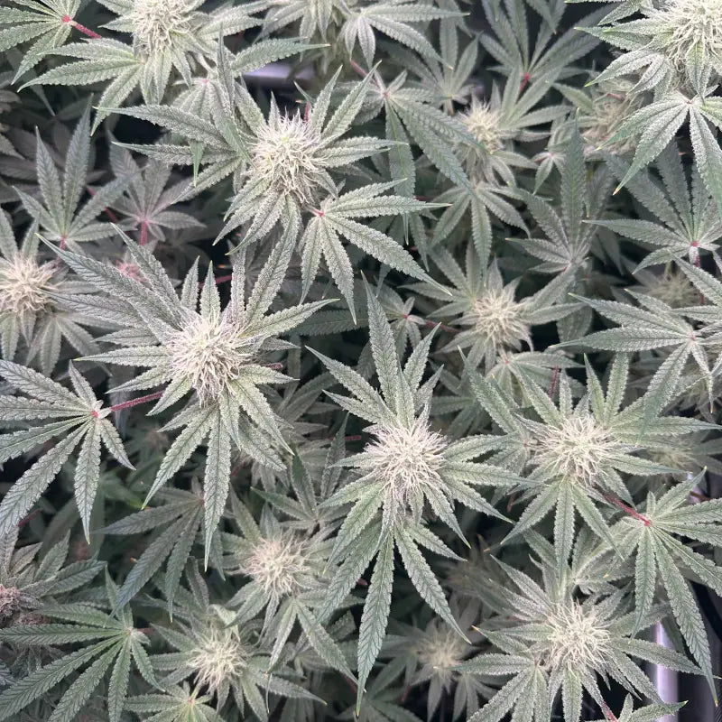 Super Menthol Haze Feminized Seeds