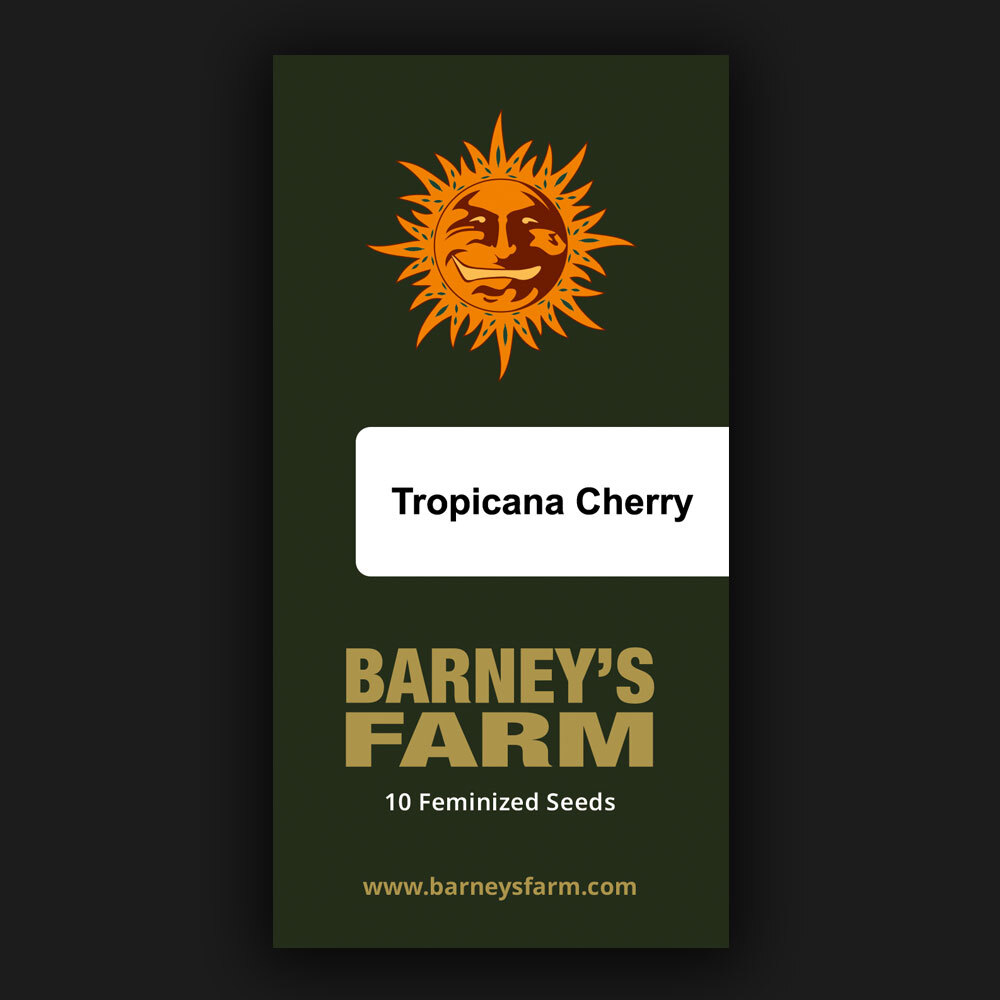 Tropicana Cherry Feminized Seeds