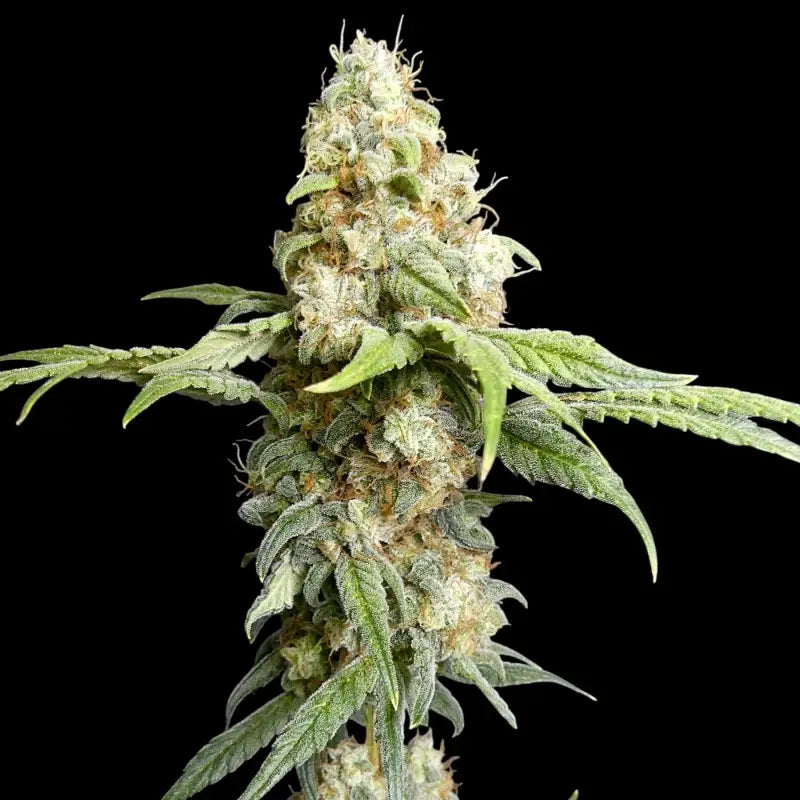 Zitro Feminized Seeds
