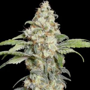 Zitro Feminized Seeds